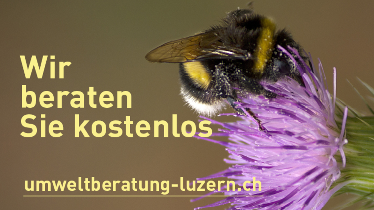 Plakat kostenlose Umweltberatung Stadt Luzern zum Download