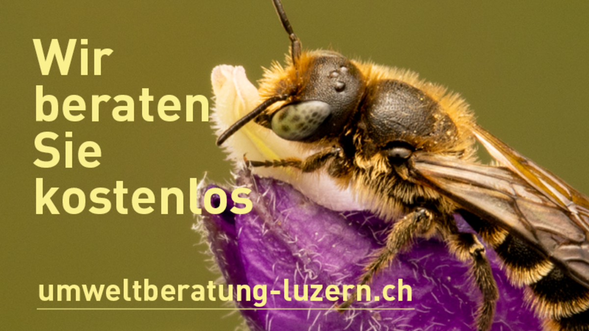 Plakat kostenlose Umweltberatung Kanton Luzern zum Download