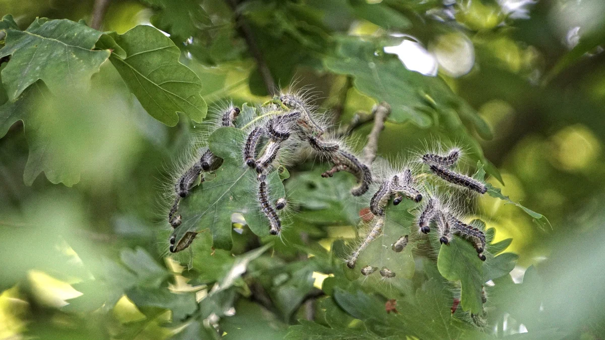 Schädlinge im Garten Umweltberatung Luzern