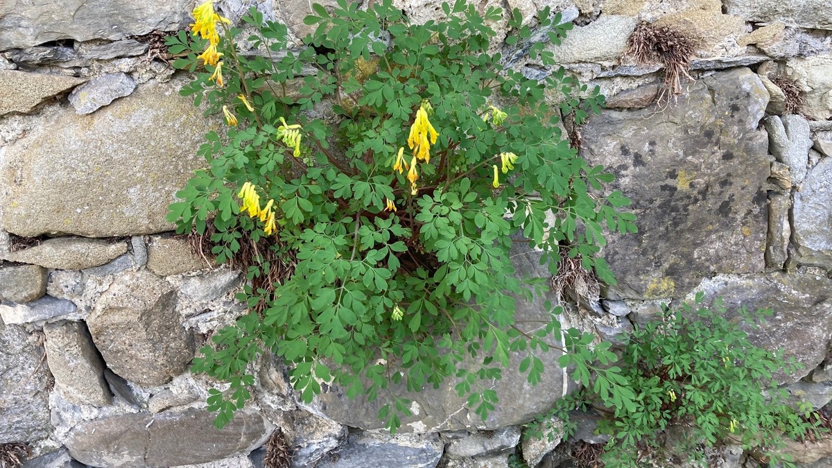 Gelber Lerchensporn ist eine typische Mauerpflanze.