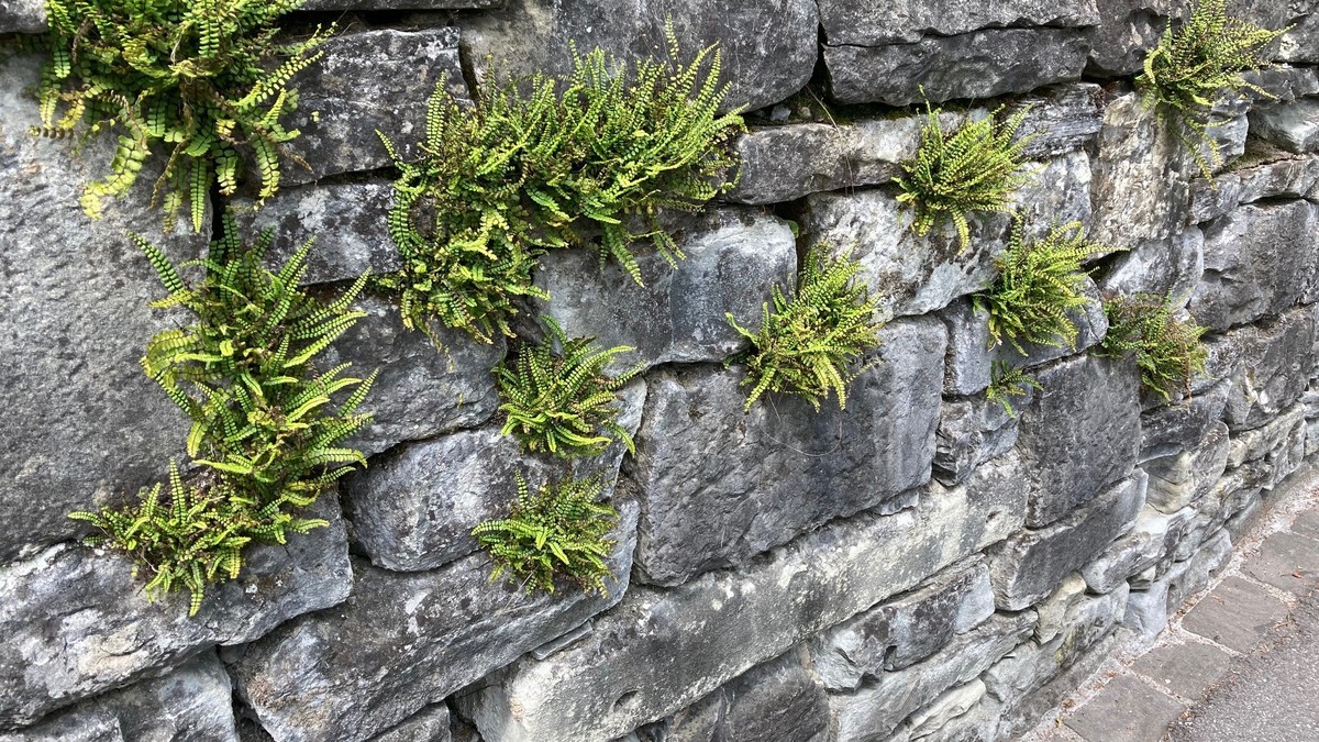 Eine alte Trockenmauer in Luzern, die mit Streifenfarn bewachsen ist.