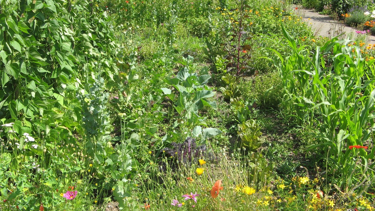 Eine bunte Mischung aus Gemüse und Blumen in einem Nutzgarten