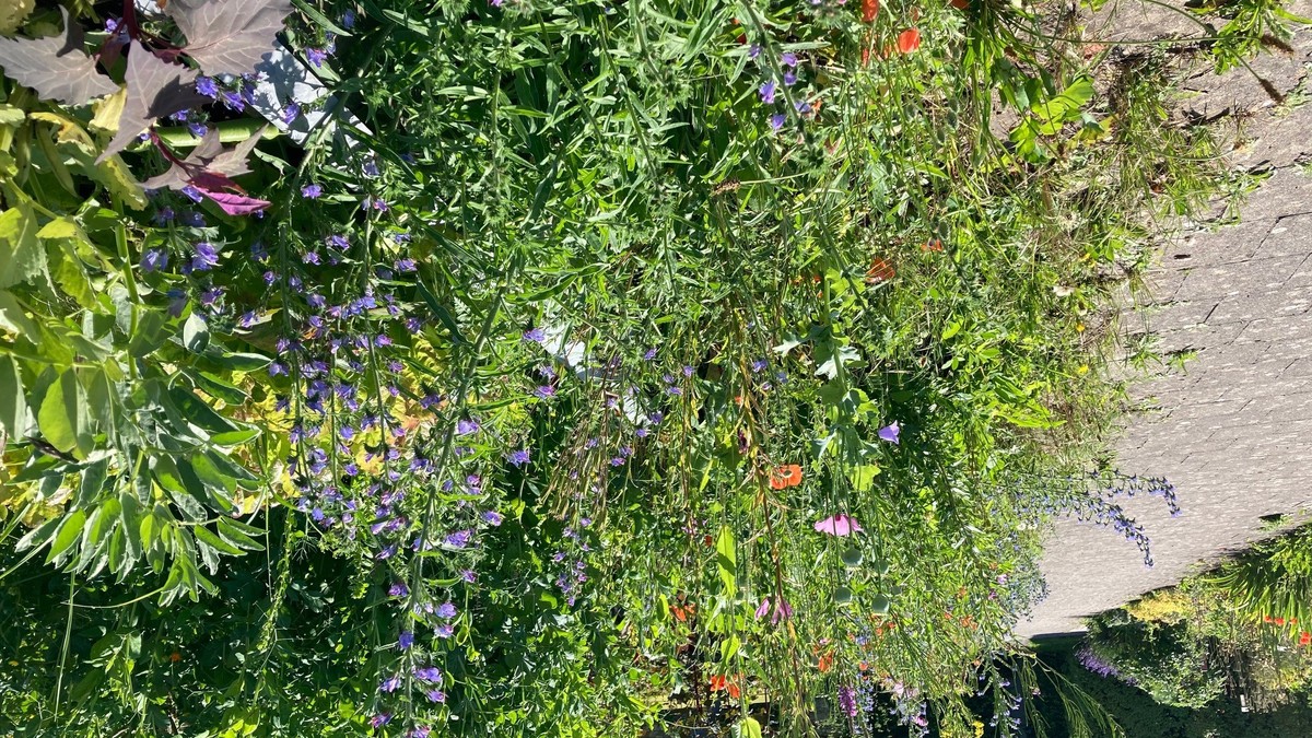 Ein naturnaher Garten mit vielen wilden Blumen und einem Weg