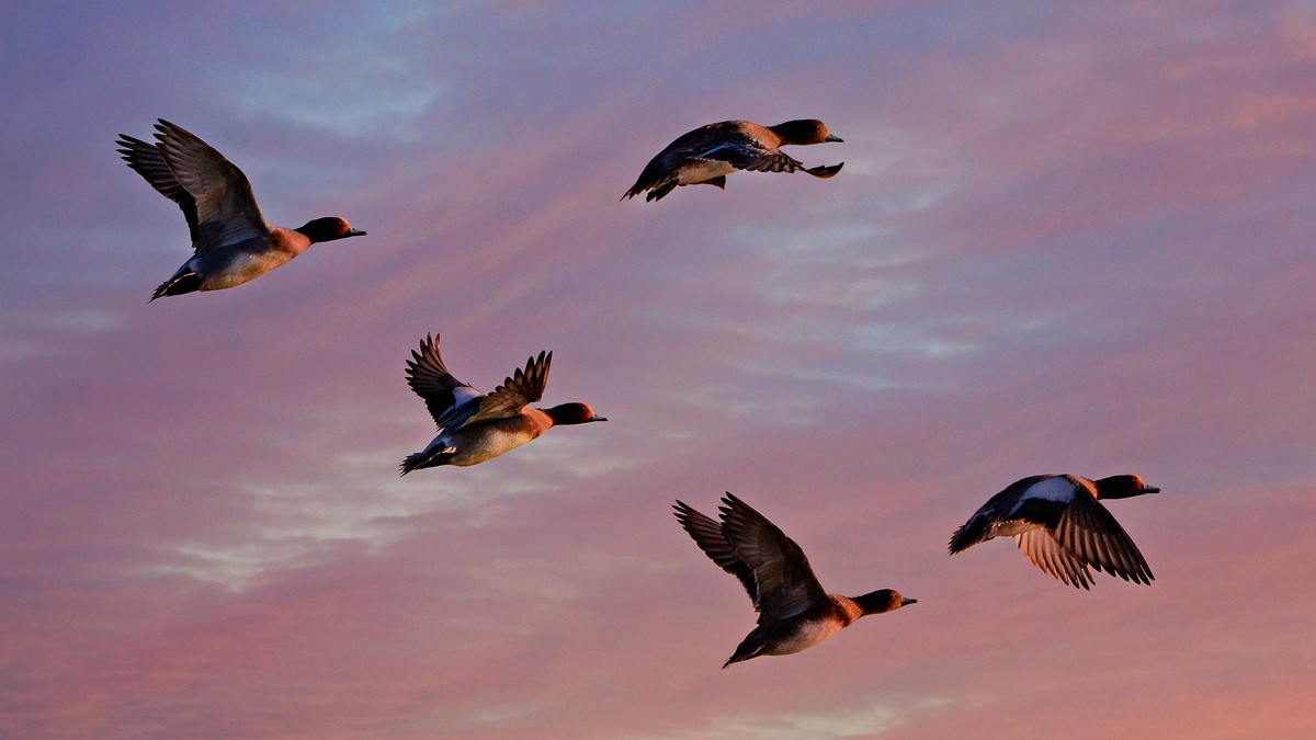 Vier fliegende Enten vor einem rosa Abendhimmel