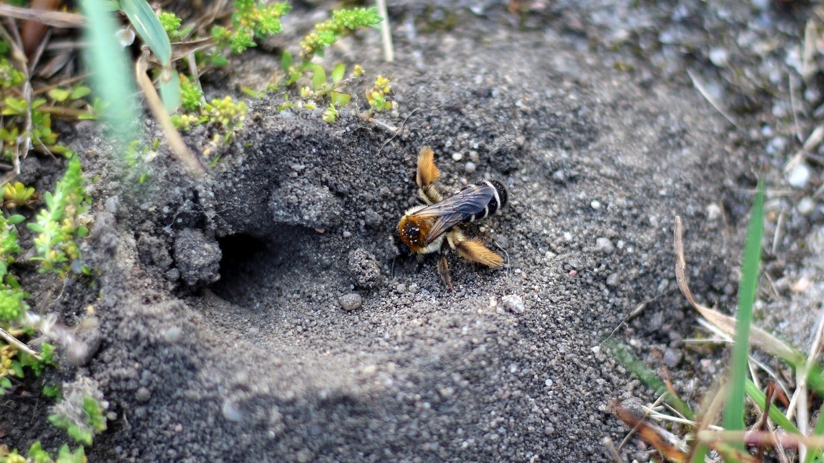 Eine Hosenbiene arbeitet im sandigen Boden an ihrer Neströhre. 