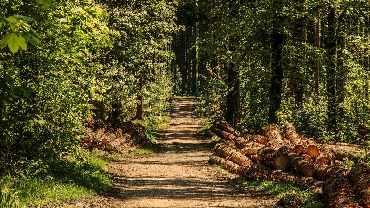 Ein Waldweg mit Holzlager im Sommer. 