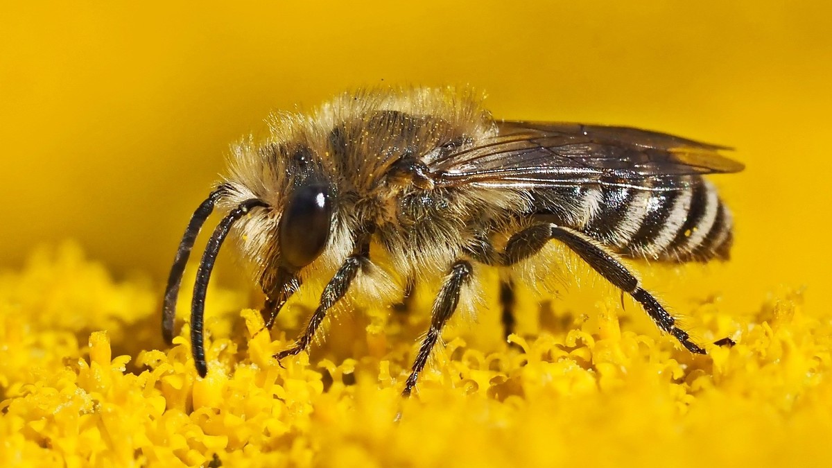 Eine Seidenbiene sitzt in einer gelben Blüte. 