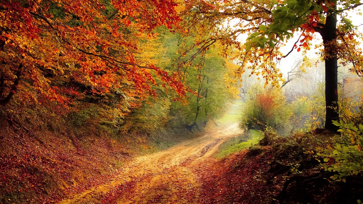 Herbstwald, Bild Pixabay