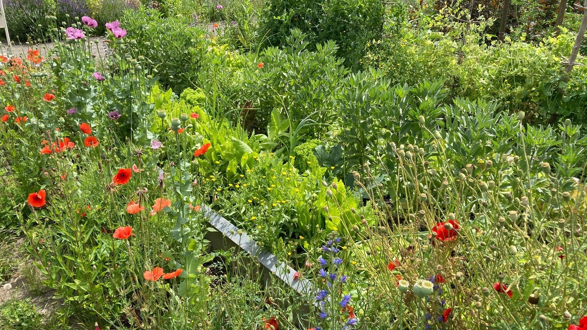 Ein bunter Naturgarten mit Gemüsebeeten und Wildblumen