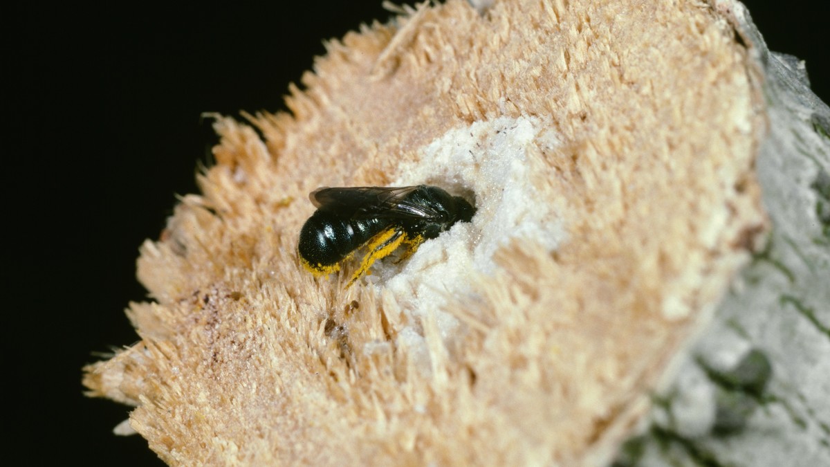 Eine Wildbiene hat ihr Nest in einen dürren Stängel gebaut