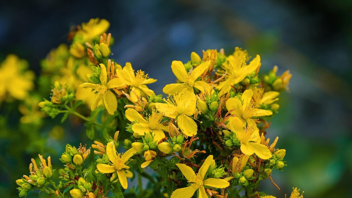 Die gelben Blüten des Johanniskrautes