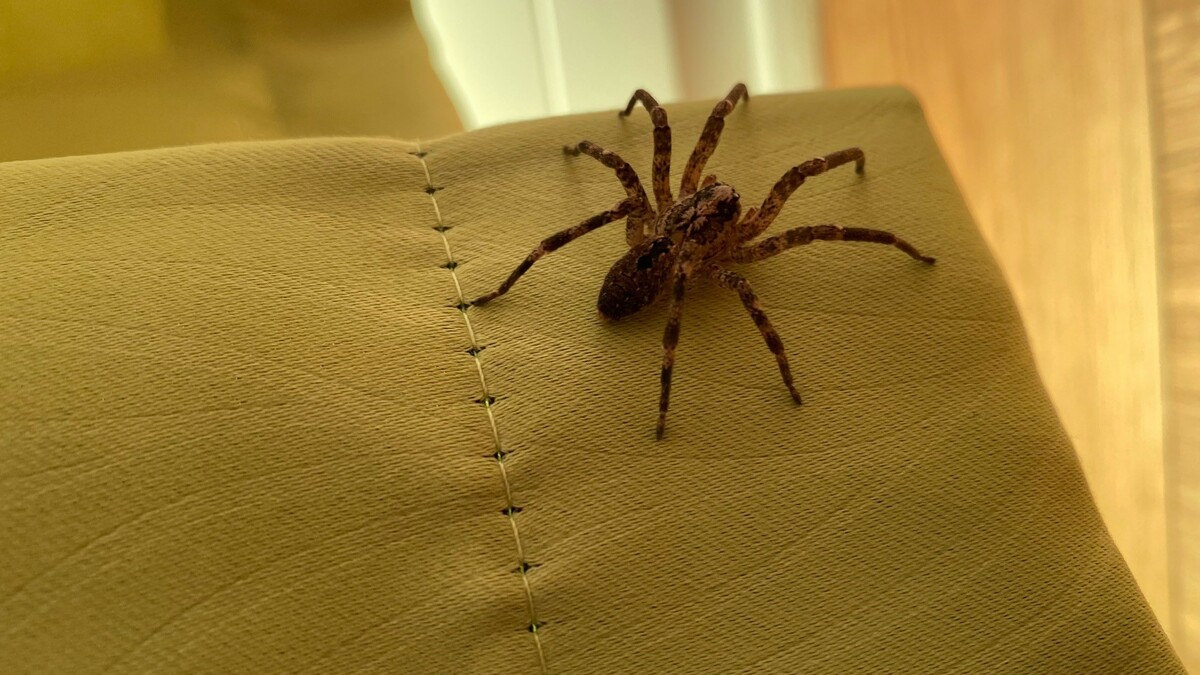 Nosferatu-Spinne auf Sofa