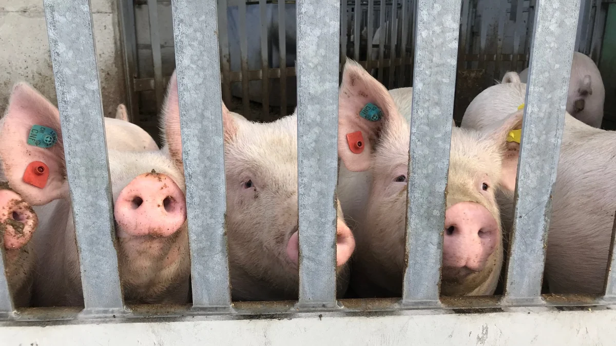 Fast ein Drittel aller Schweizer Schweine werden im Kanton Luzern gehalten. 