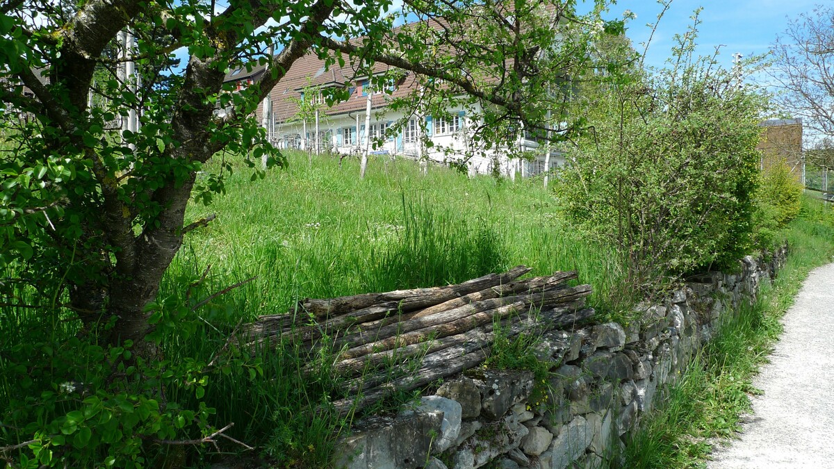 Mehrere Kleinstrukturen in direkter Nachbarschaft: Trockenmauer, Altgras, Hozbeige