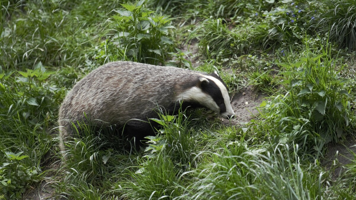 A gray badger on green grass