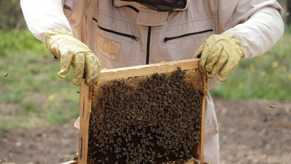 Ein Imker in Schutzkleidung hält einen Rahmen mit Bienenwaben und Bienen