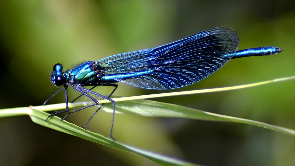 Eine metallisch glänzende Blauflügel-Prachtlibelle sitzt auf Grashalm