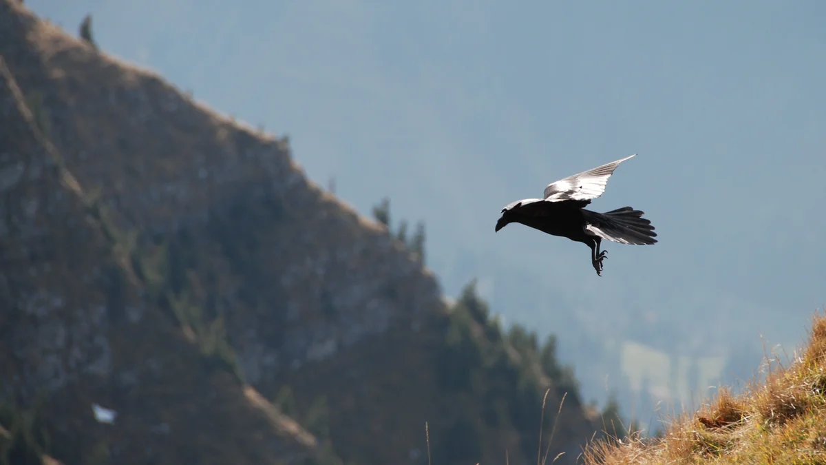 Bergvögel am Fusse der Schratte