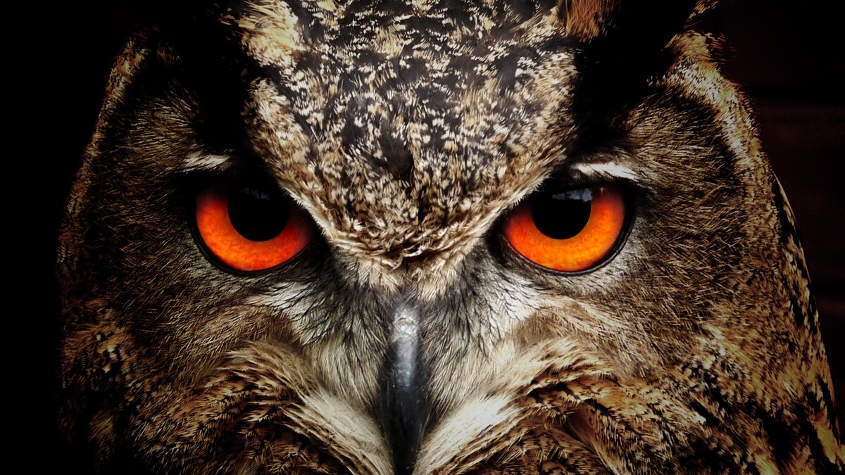 Brown and black owl staring