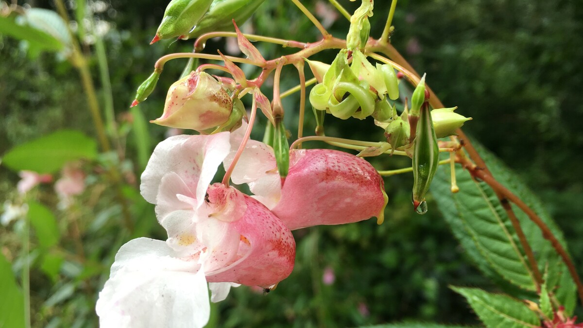 Bild einer Blüte des Drüsigen Springkrauts