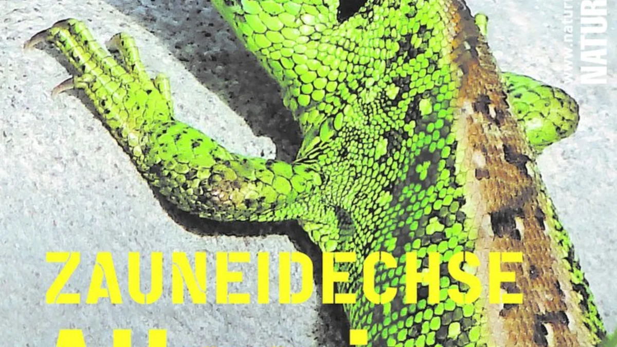 Zauneidechse Alles In Ordnung Umweltberatung Luzern