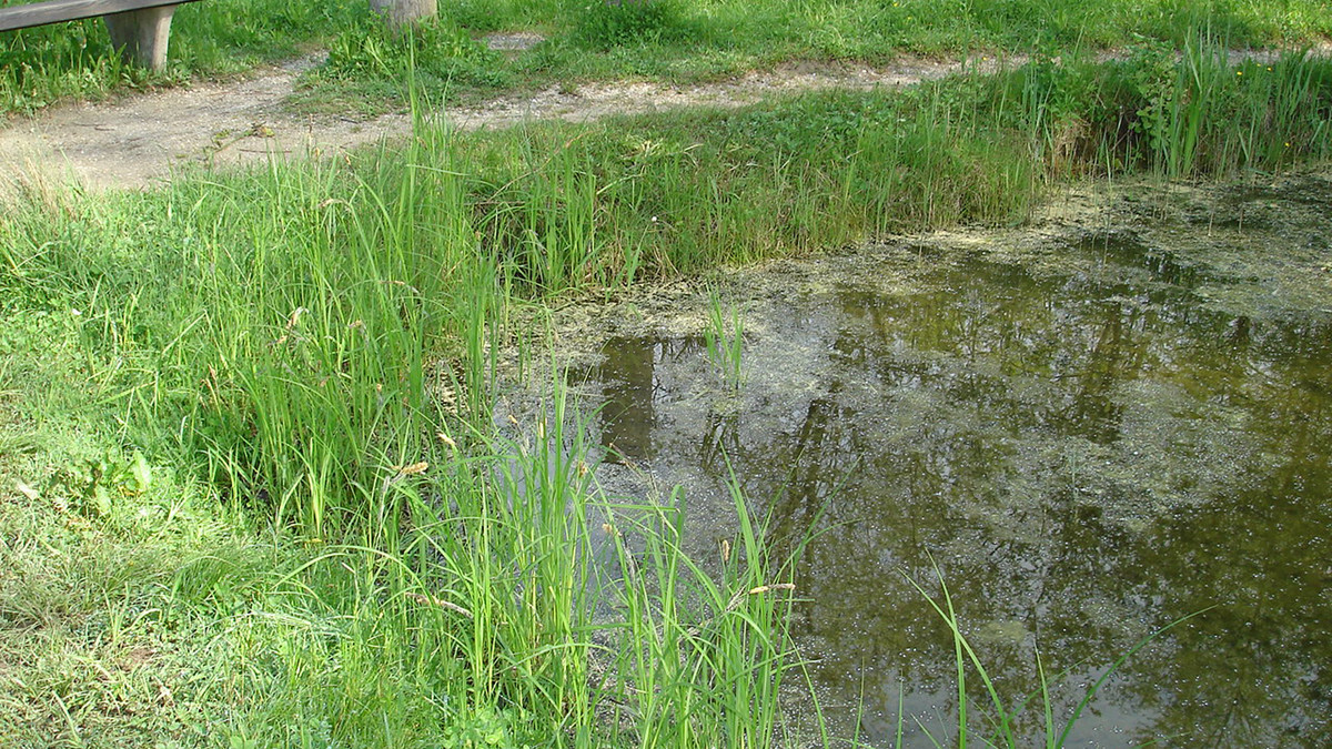 Ein Amphibienweiher