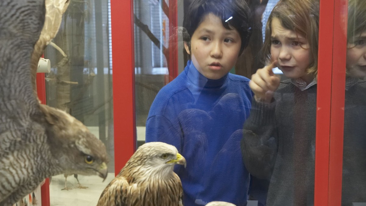 Zwei Kinder betrachten präparierte Vögel im Naturmuseum Luzern