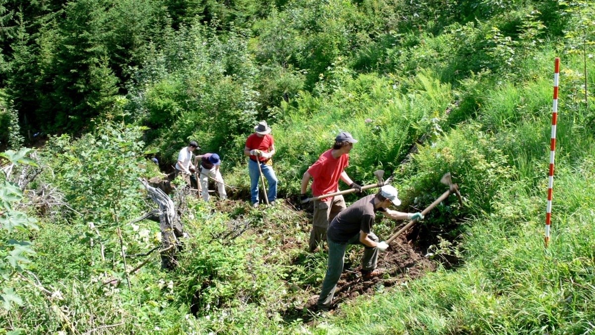 Schulklasse mit Pickeln und Hacken bei der Bearbeitung einer Böschung im Wald