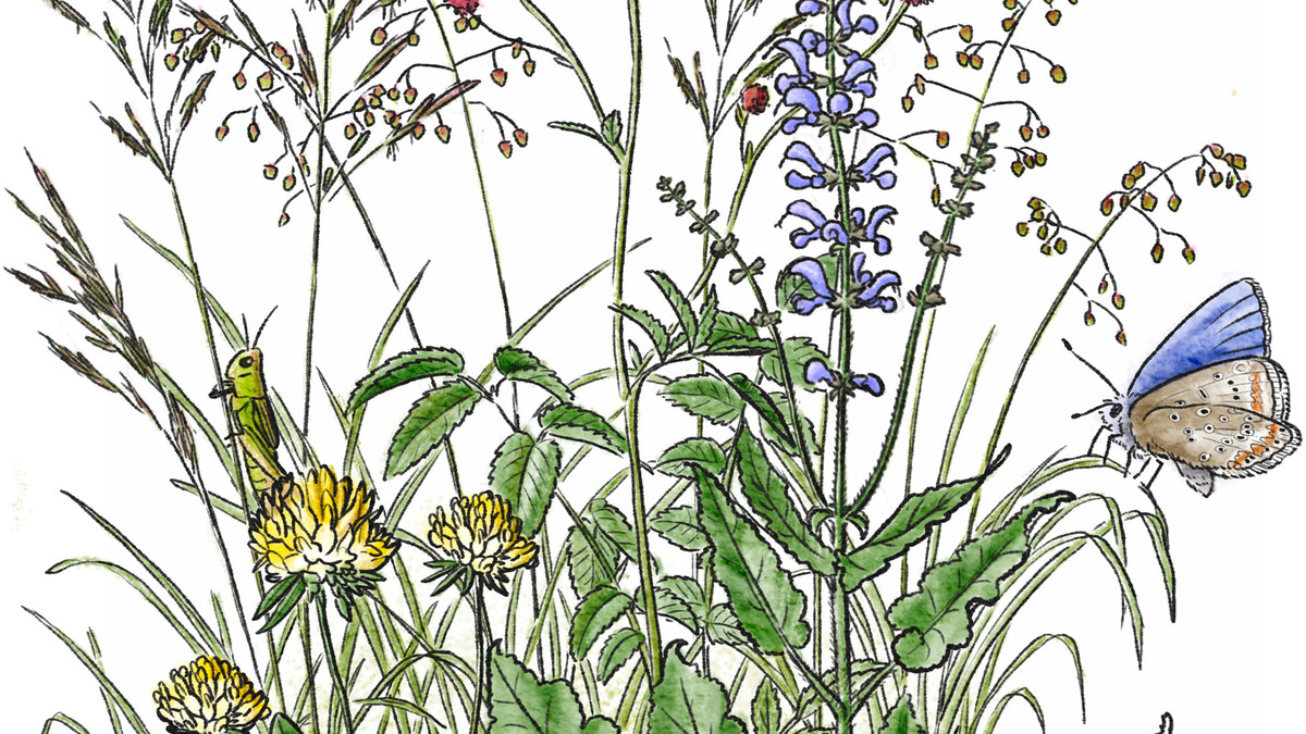Zeichnung einer Blumenwiese und Insekten