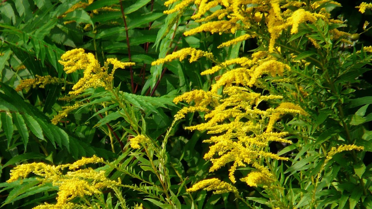 Blüten und Blätter der Goldrute