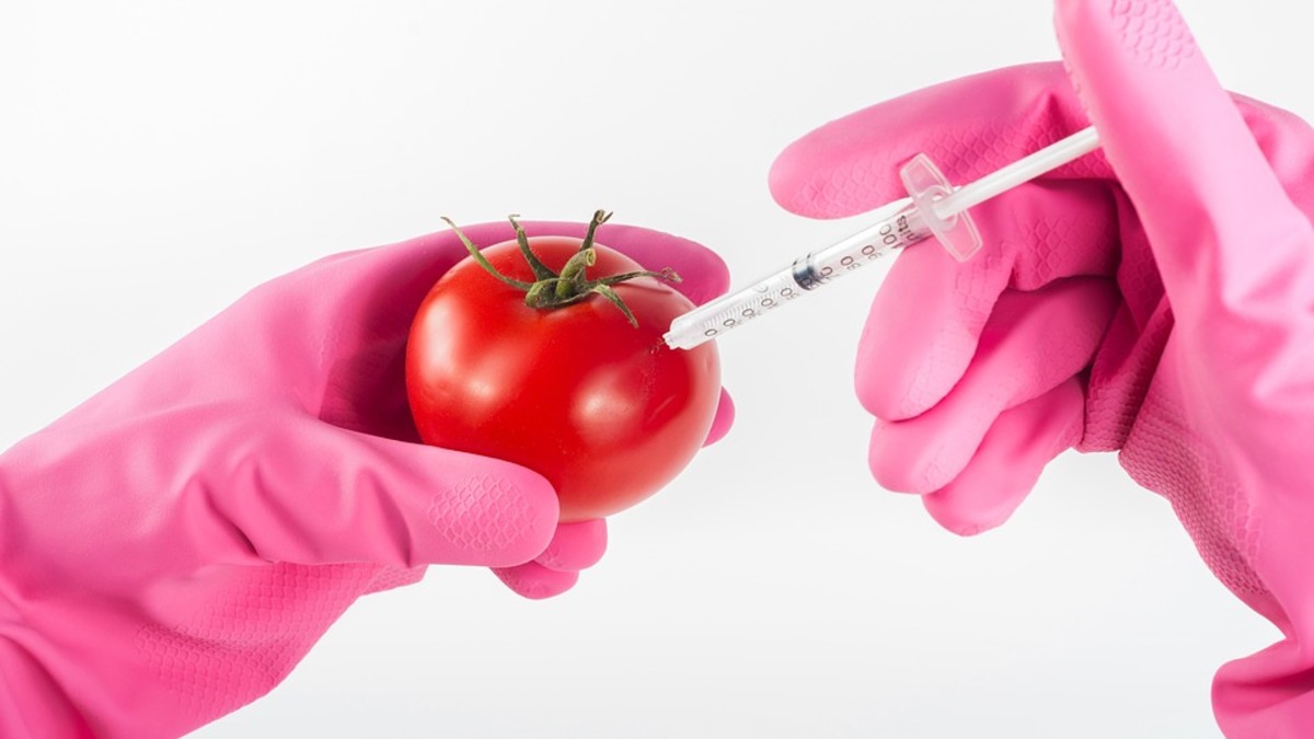 Injektion eines Mittels in Tomate