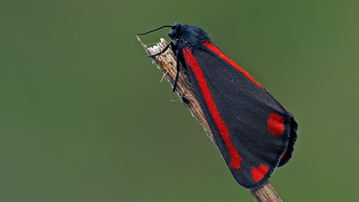 Der Jakobskrautbär: ein schwarzer Schmetterling mit roten Streifen, sitzt auf Halm. 