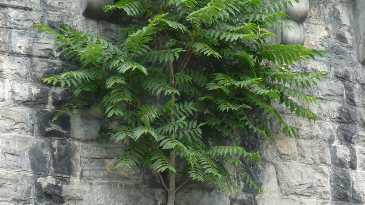 Götterbaum an einer Hauswand in Luzern