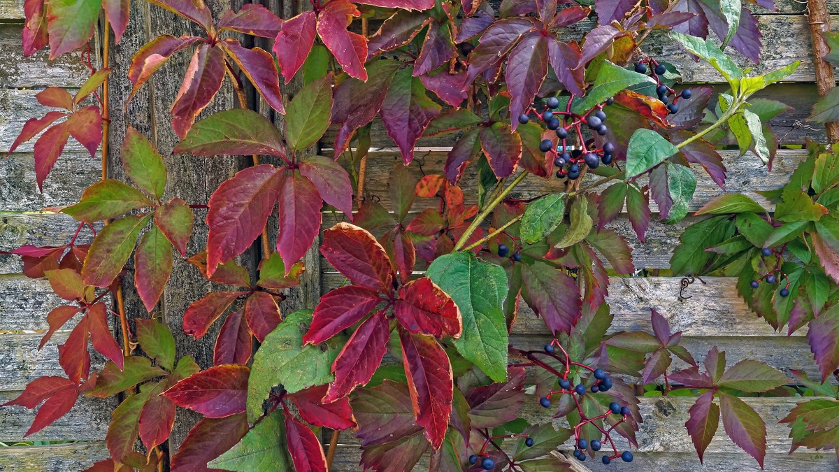 Rötlich verfärbte Blätter der Jungfernrebe