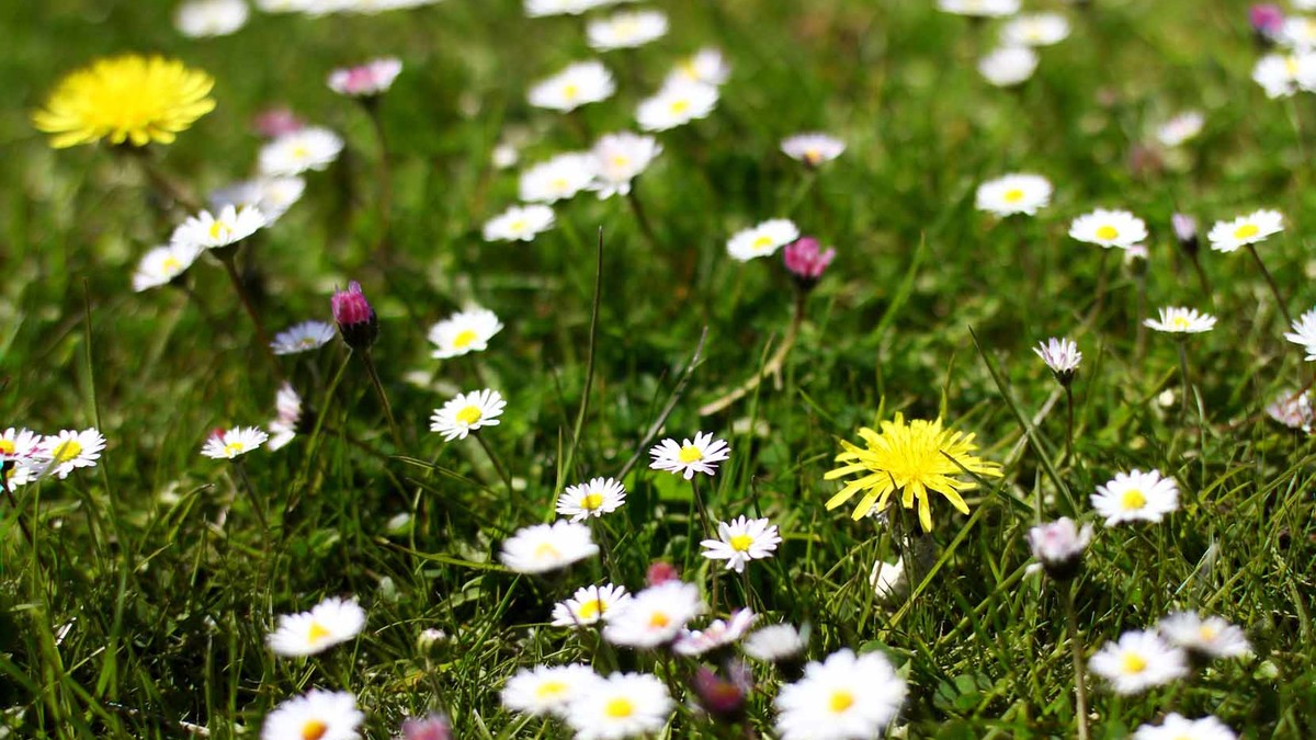 Gänseblümchen und Löwenzahn: diese Blüten sind als Beigabe zum Salat essbar. (Bild: Pixabay)