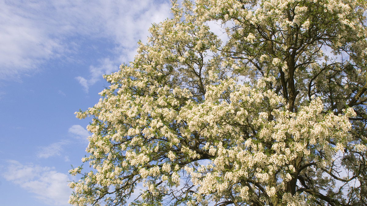Blühender Robinien-Baum