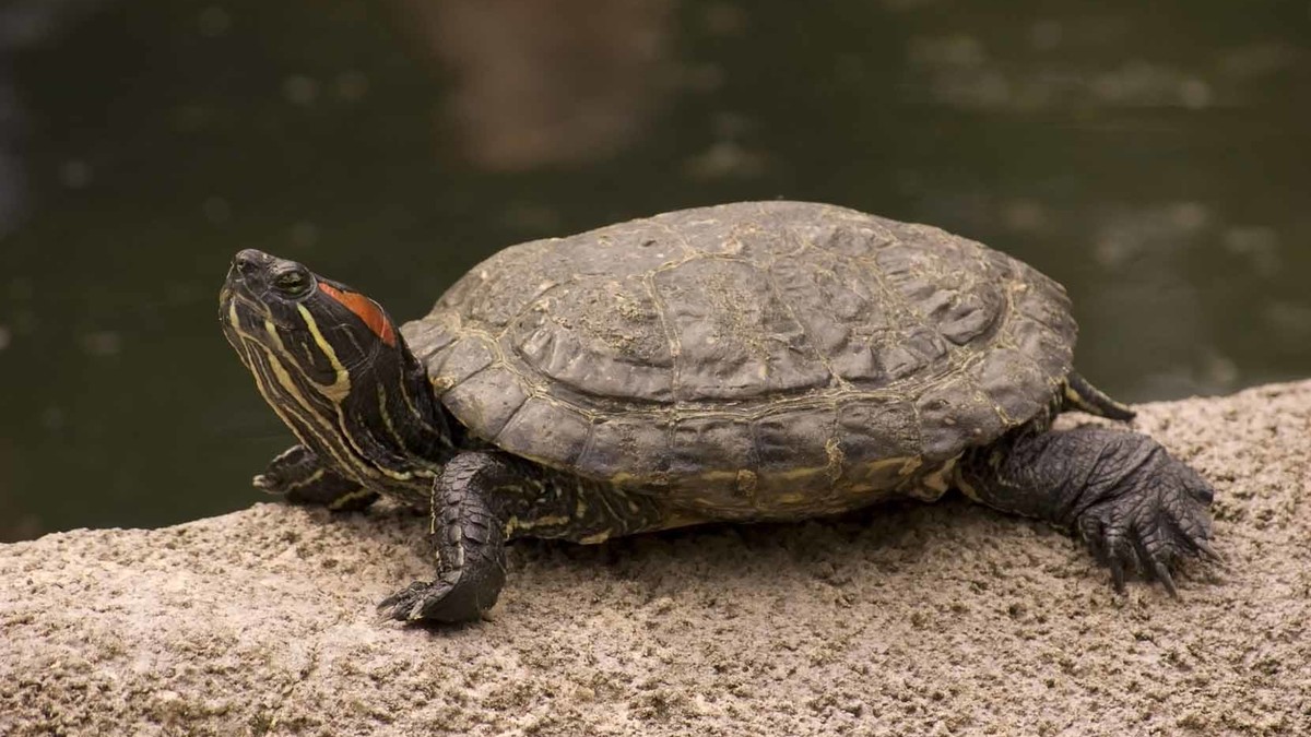 Das Bild zeigt eine Rotwangenschmuckschildkröte auf einem Stein.