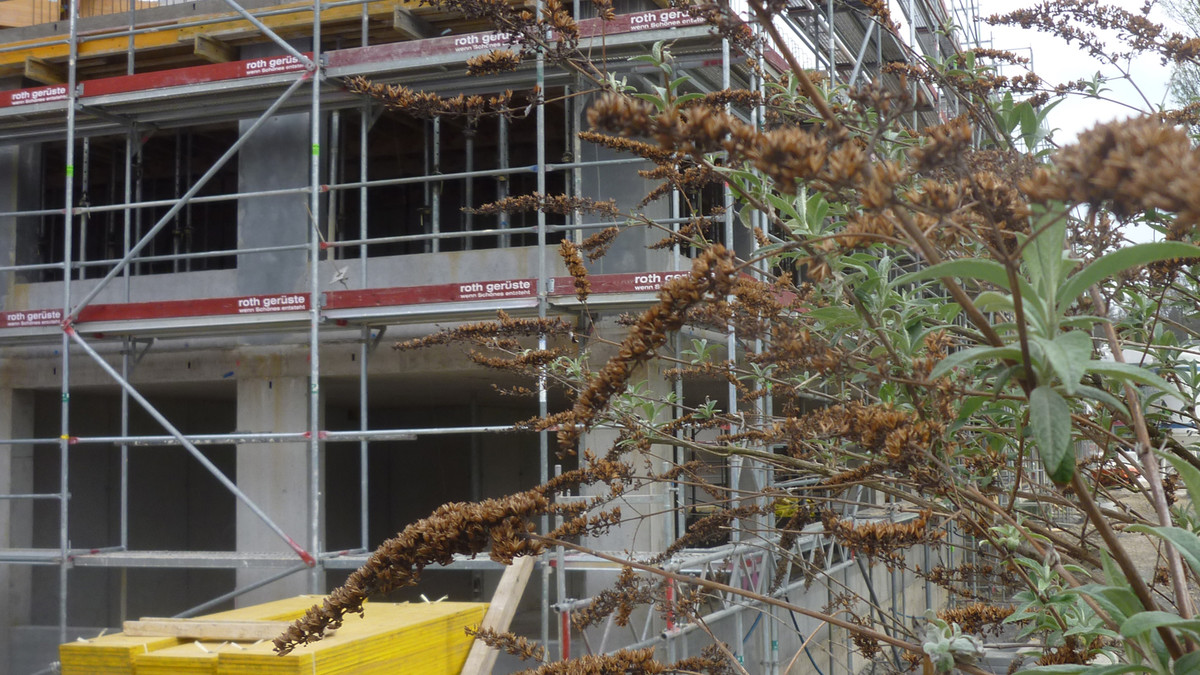 Das Bild zeigt Sommerflieder, welcher auf einer Baustelle wächst.