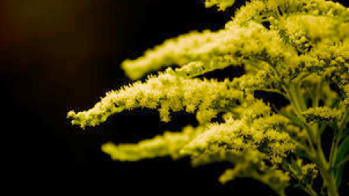 Die Kanadische Goldrute blüht im Herbst in vielen Gärten. Leider wächst Sie in Naturschutzgebieten und verdrängt dort seltene Pflanzen.