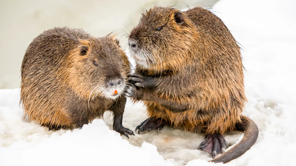 Nutria Umweltberatung Luzern