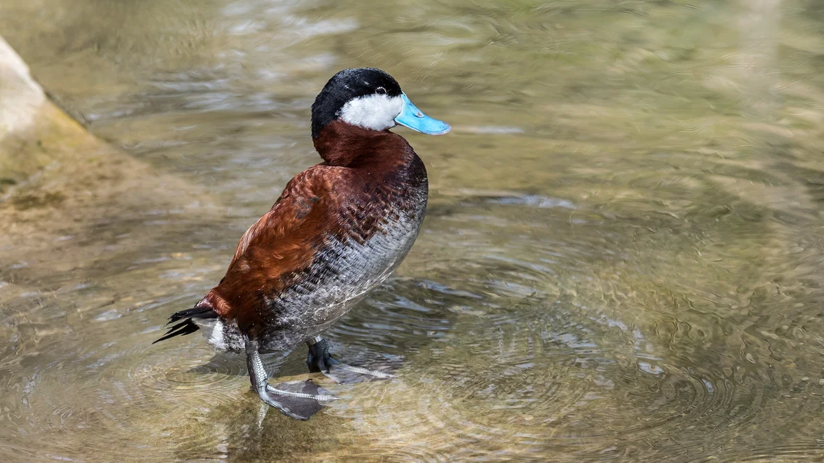 Schwarzkopfruderente 