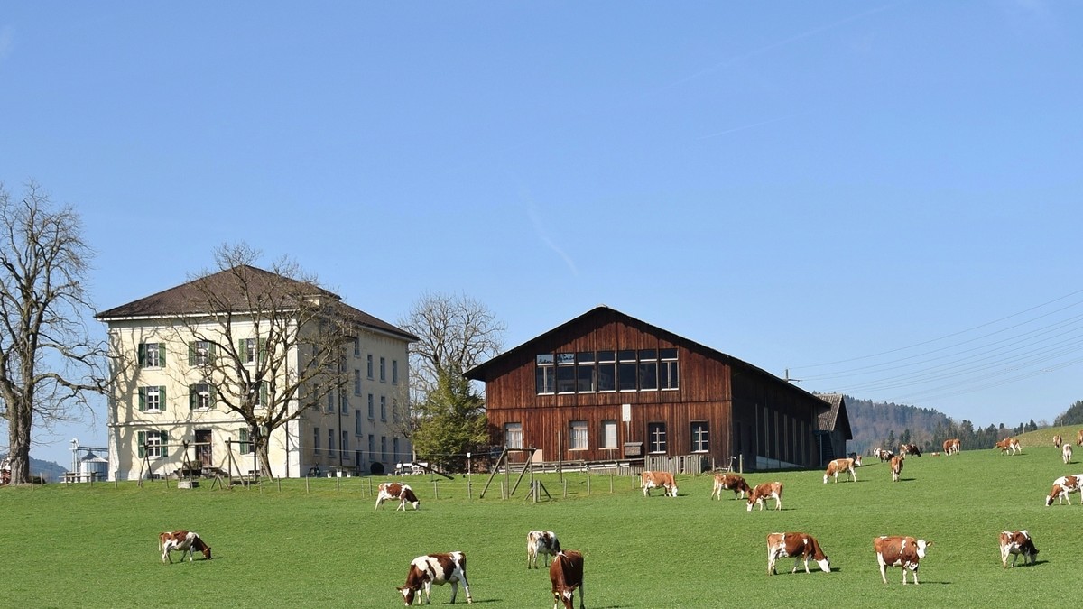 Das Agrarmuseum mit seinem Nebengebäude im Vordergrund weidende Kühe