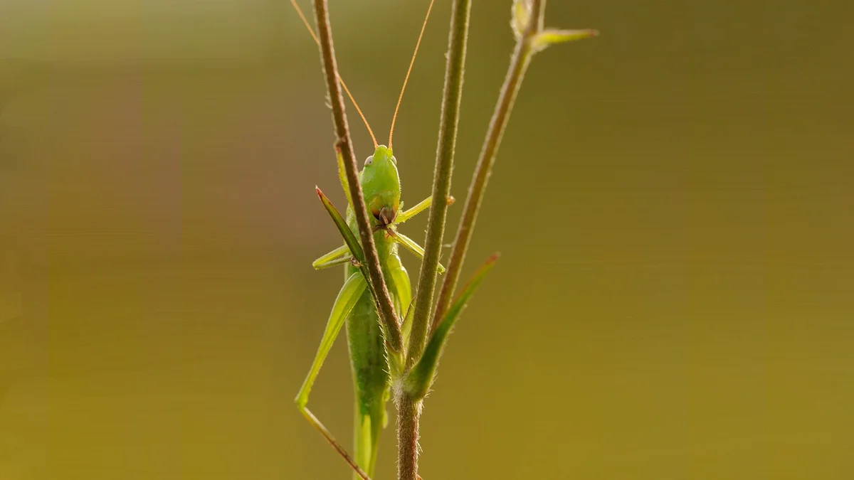 Die spannende Welt der Heuschrecken Umweltberatung Luzern