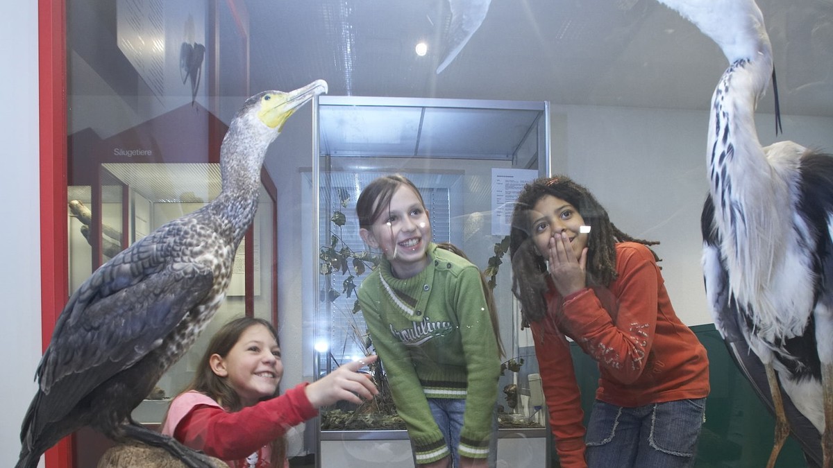 Kinder betrachten präparierte Vögel