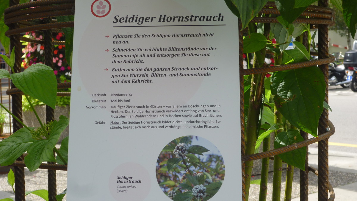 Das Bild zeigt die Informationstafel zum Seidigen Hornstrauch als Teil der Ausstellung "Exotische Problempflanzen".