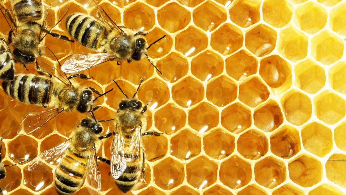 Das Bild zeigt eine Bienenwabe und Bienen