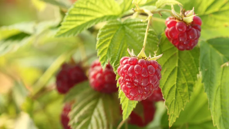 Beeren - Schnittkurs | Umweltberatung Luzern