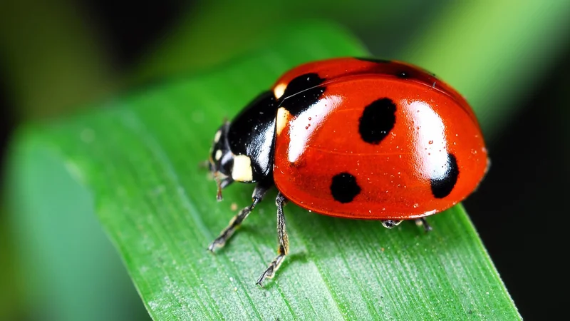 Nützlinge im Garten Umweltberatung Luzern