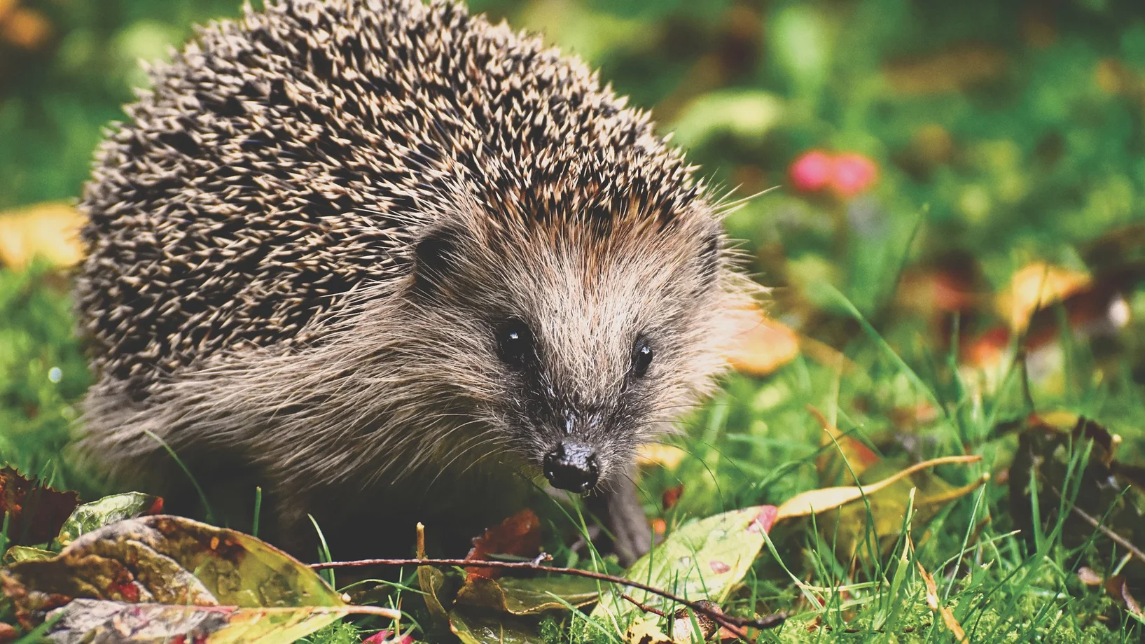 Bild: Igel auf Wiese