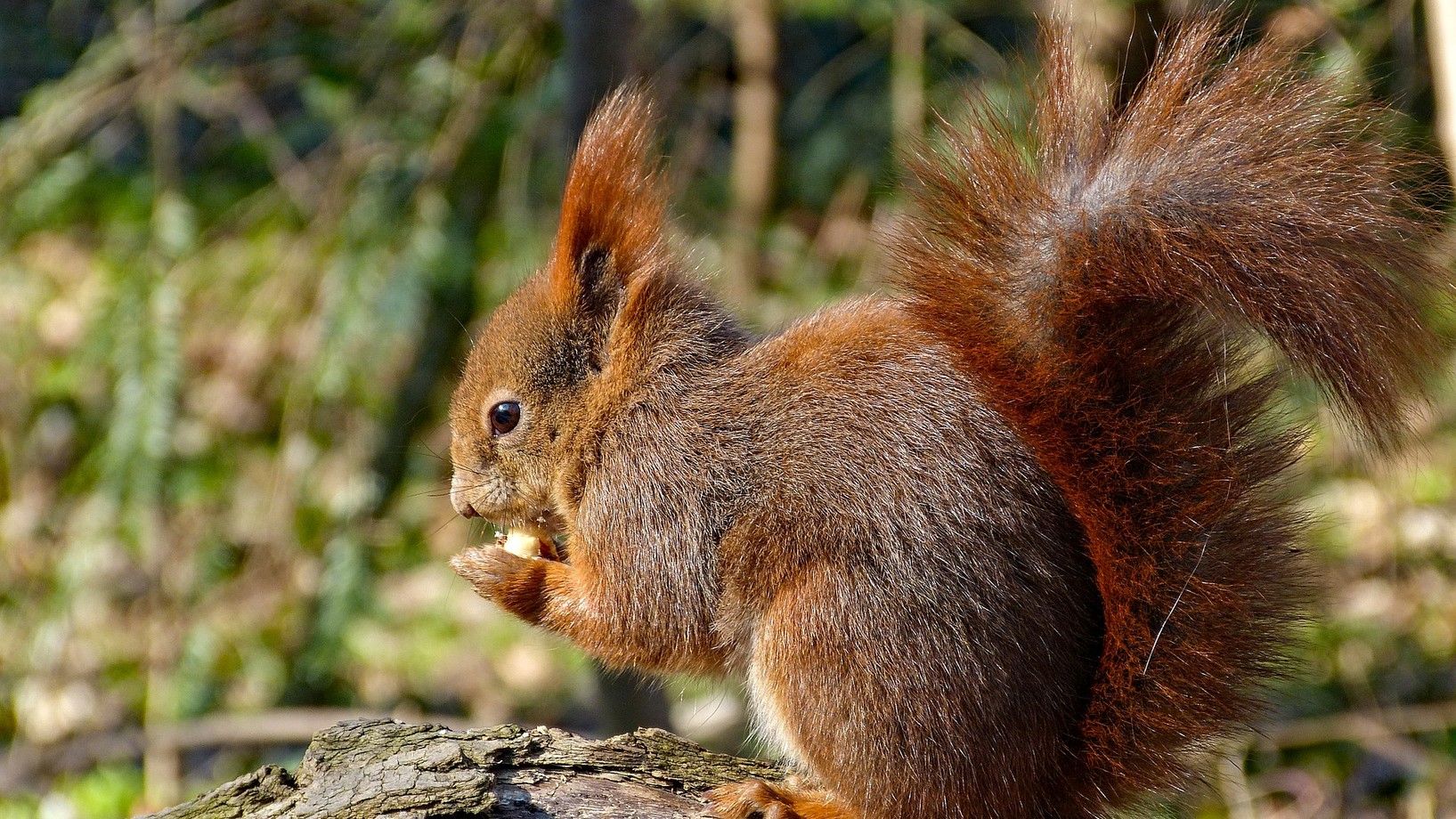 Ein braunes Eichhörnchen am Fressen